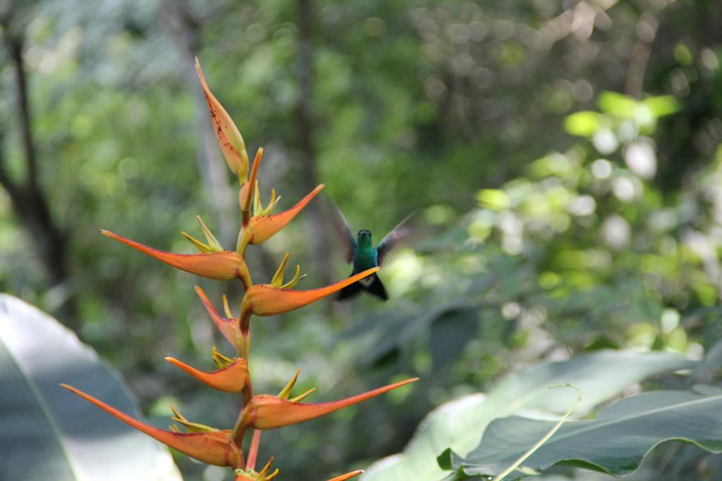 Finca Carpe Diem Ecolodge Minca Kültér fotó